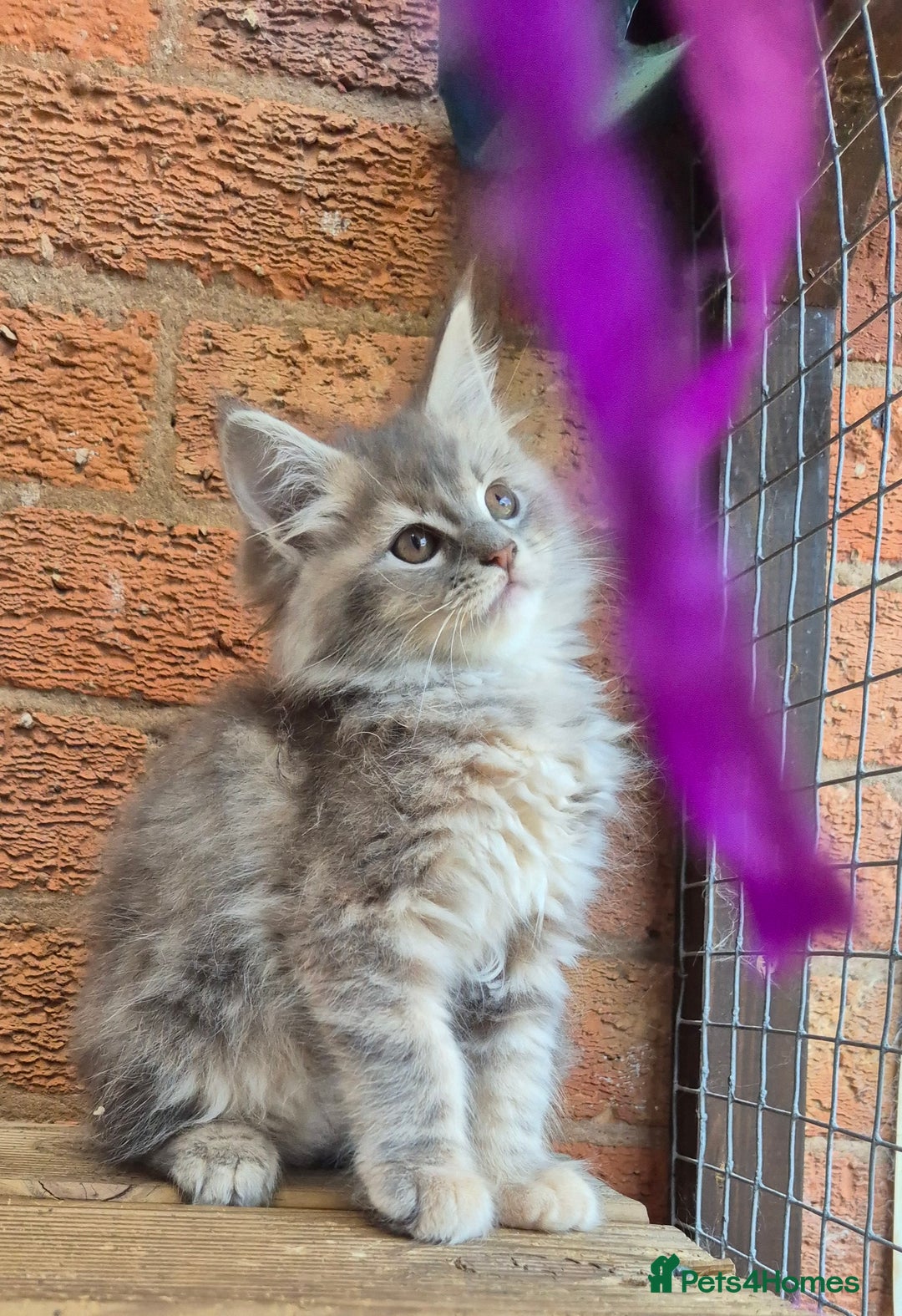 Maine Coon cats for sale: Beautiful Maine Coon kittens - Image 30