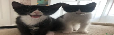 Maine Coon 4