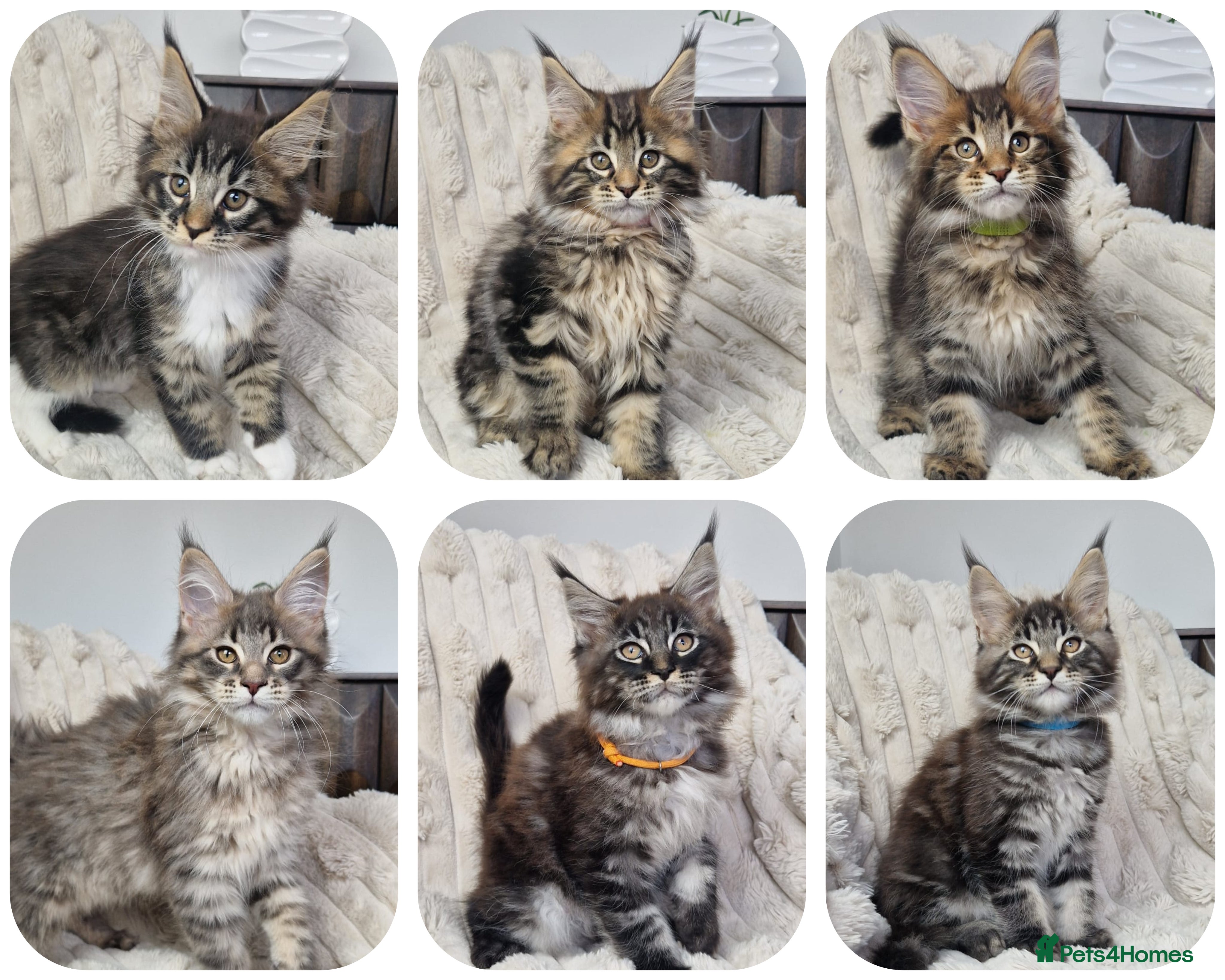 Maine Coon cats  READY TO GO TICA registered maine coon kittens - Advert 14