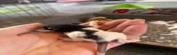Rat rodents for sale: 5 male rats available now  - Advert 4