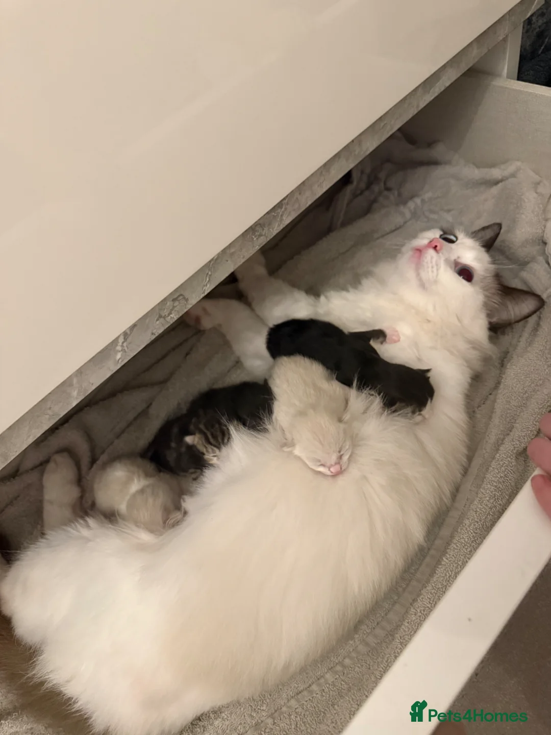 Ragdoll cats for sale: Ragdoll kittens  - Advert 7