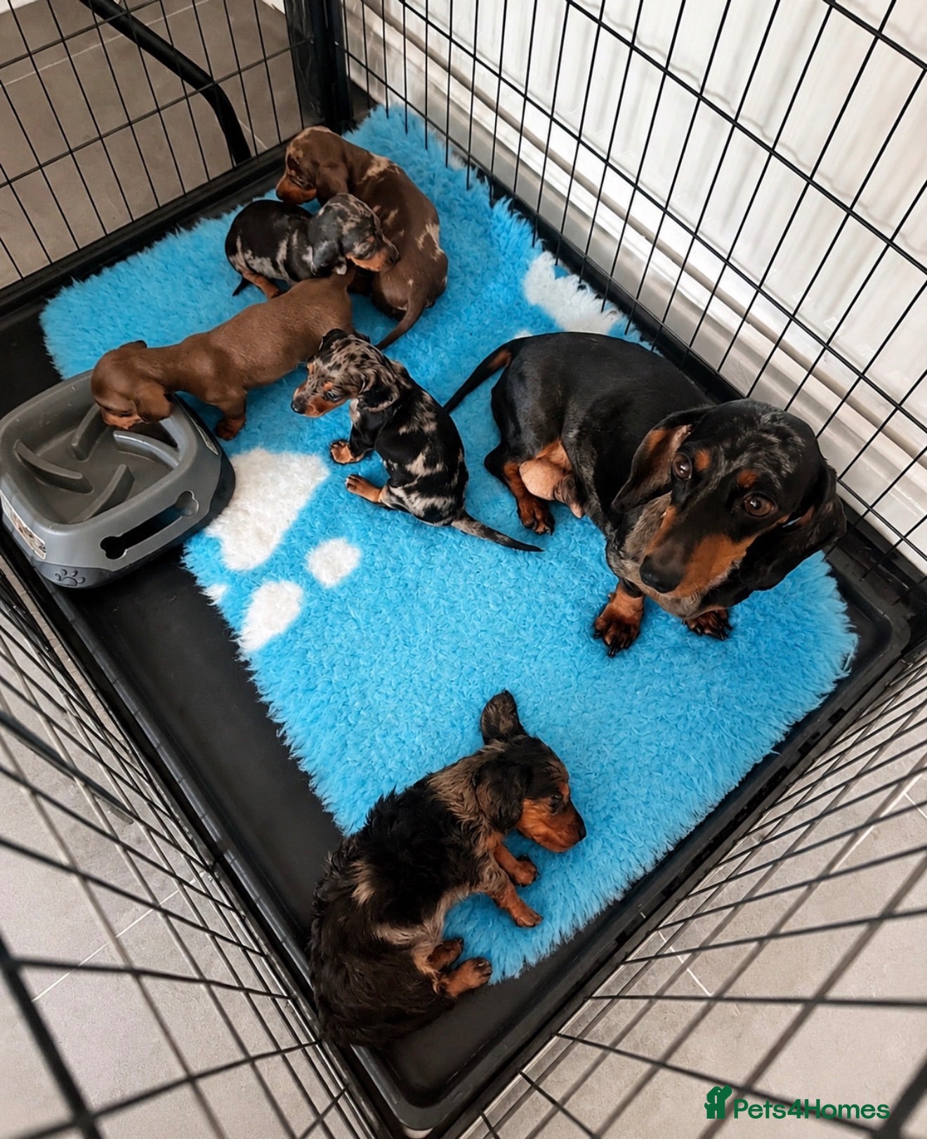 Miniature Dachshund dogs Stunning Miniature Dachshunds  - Advert 2
