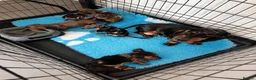 Miniature Dachshund dogs for sale: Stunning Miniature Dachshunds  - Advert 1