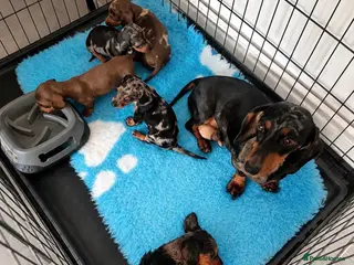 Miniature Dachshund dogs Stunning Miniature Dachshunds - Advert 2