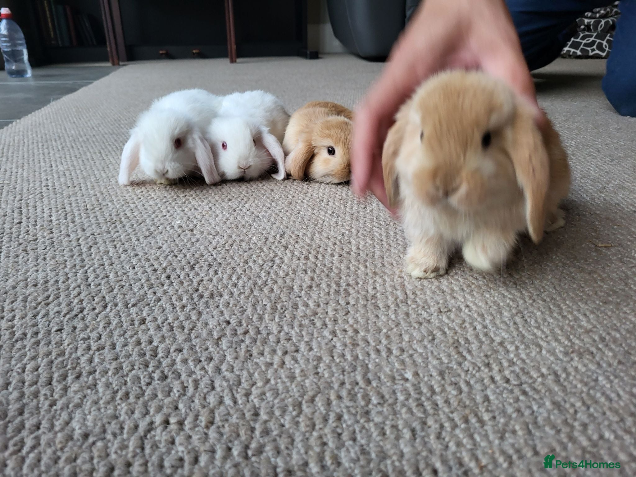 Mini Lop rabbits Mini Lop Bunnies ready for Leave female remaining  - Advert 1