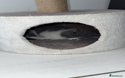 British Shorthair cats for sale: Pedigree British shorthair (Bi colour gene) in Birmingham - Image 11