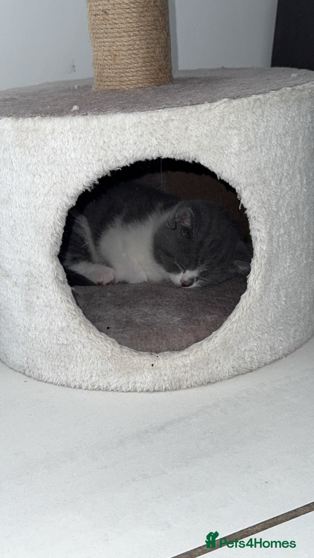 British Shorthair cats for sale: Pedigree British shorthair (Bi colour gene) in Birmingham - Image 11