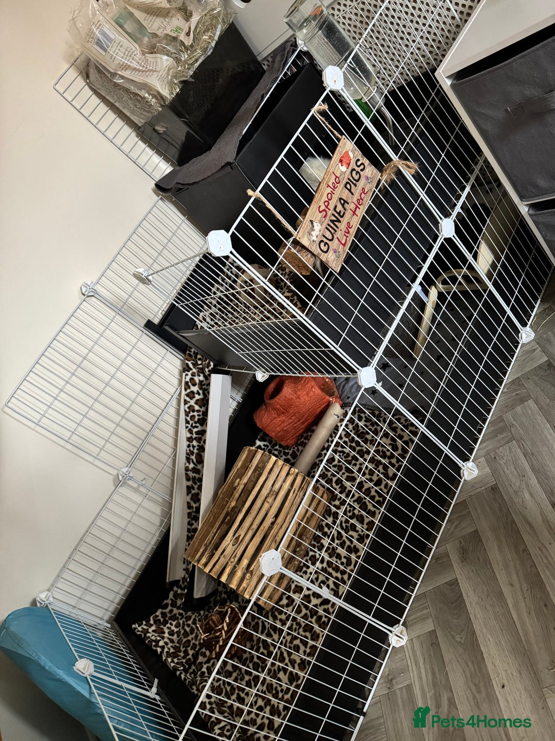 Guinea Pig rodents for sale: Guinea pigs male for rehome + cage for sale - Image 7