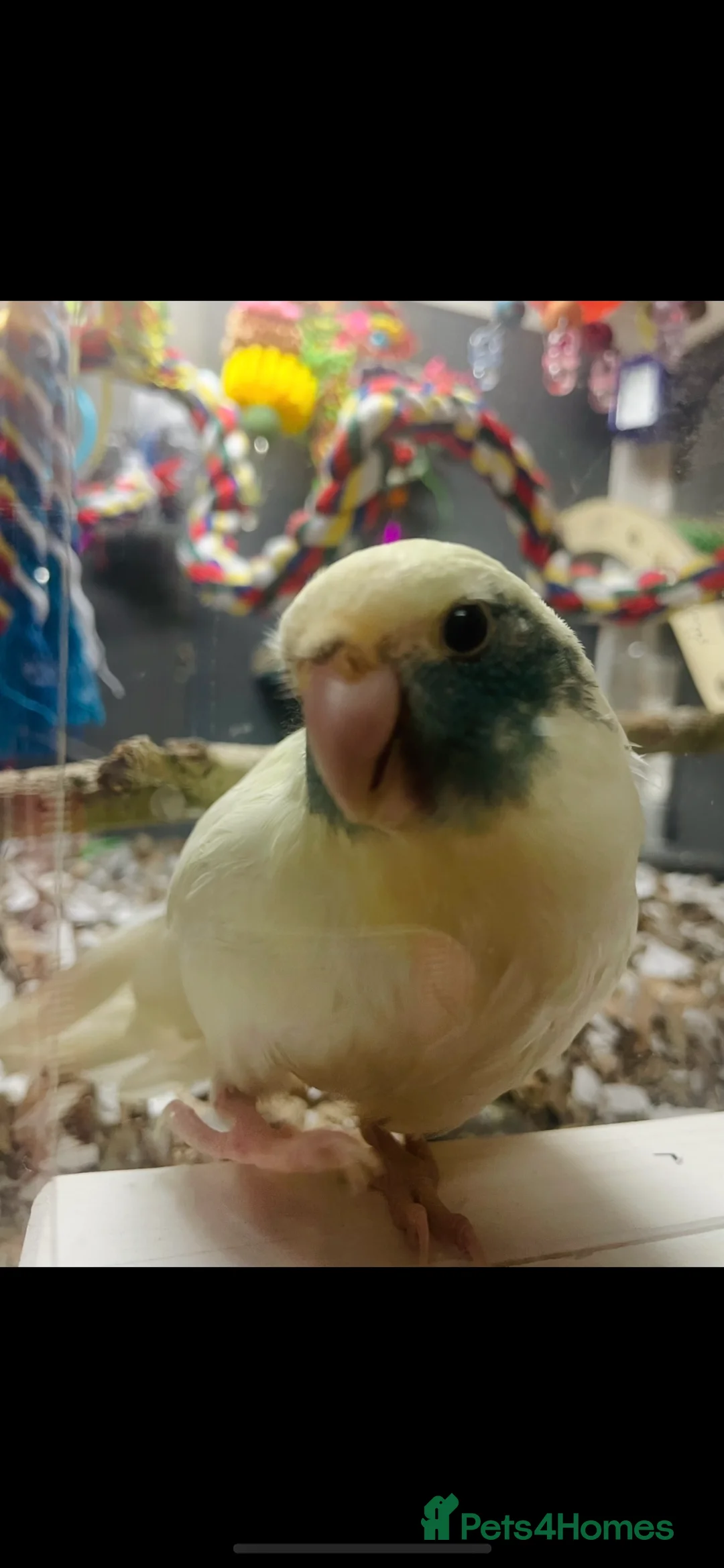 Mixed Breed birds for sale: Female pied kakariki.  in Bedford - Advert 1