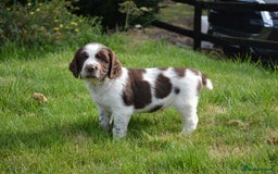 English Springer Spaniel dogs for sale: KC Eng Springer Spaniels [3x Boys Left] - Image 1