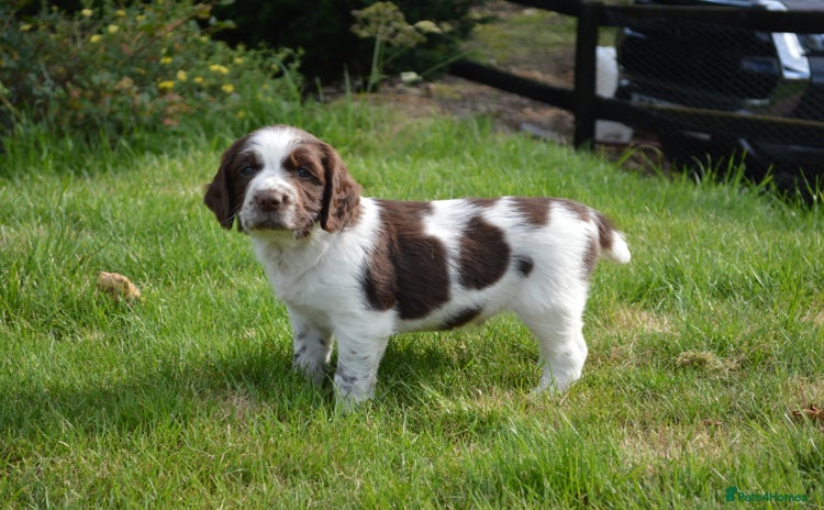 English Springer Spaniel dogs - Advert 8