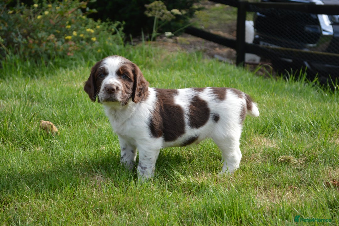 English Springer Spaniel dogs for sale: KC Eng Springer Spaniels [3x Boys Left] - Image 1