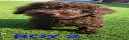 Toy Poodle dogs for sale: READY NOW Kc chocolate toy poodles  - Advert 8