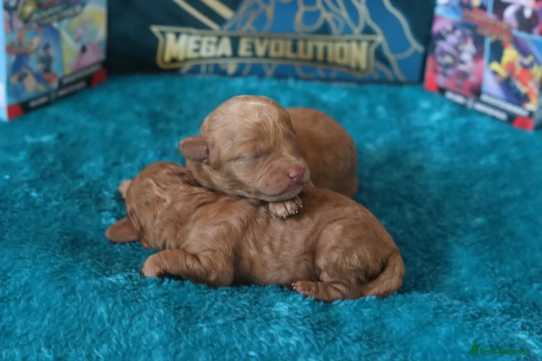 Maltipoo dogs for sale: 4 Maltipoo Puppies - 2 Apricot Girls & 2 Red Boys - Advert 13