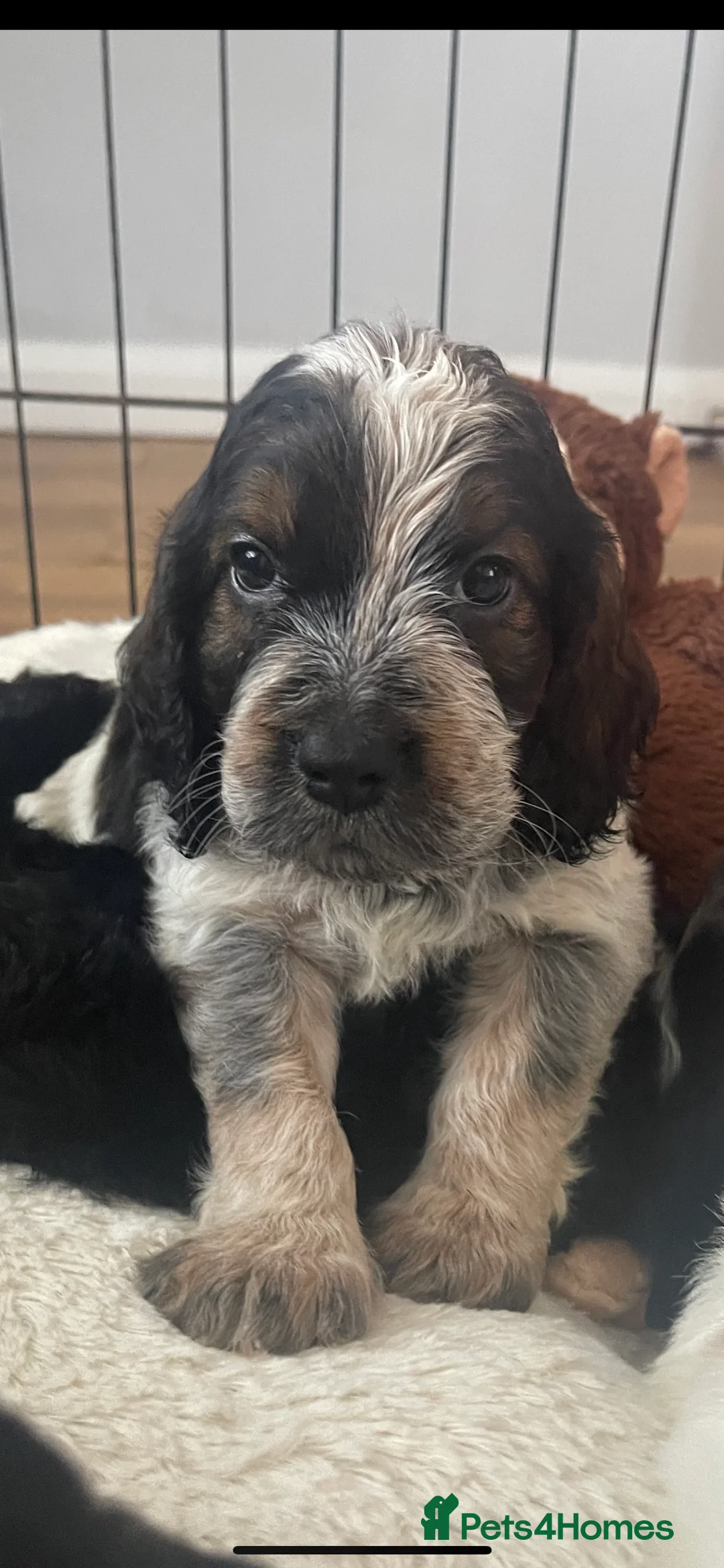 Cocker Spaniel dogs for stud: PROVEN Cocker Spaniel-Chocolate Sable DNA TESTED in Henlow - Advert 14