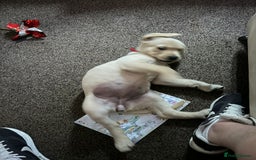 Goldador dogs for sale: Maggie 1 yr old labrador x golden retriever - Image 11