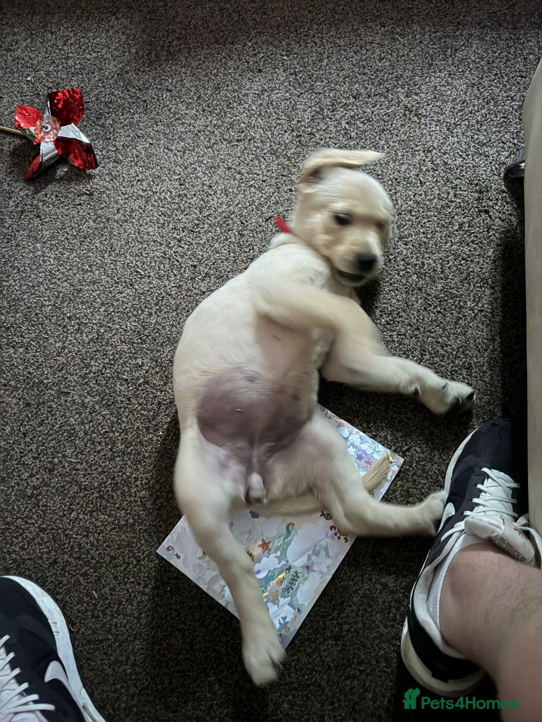 Goldador dogs for sale: Maggie 1 yr old labrador x golden retriever - Image 11