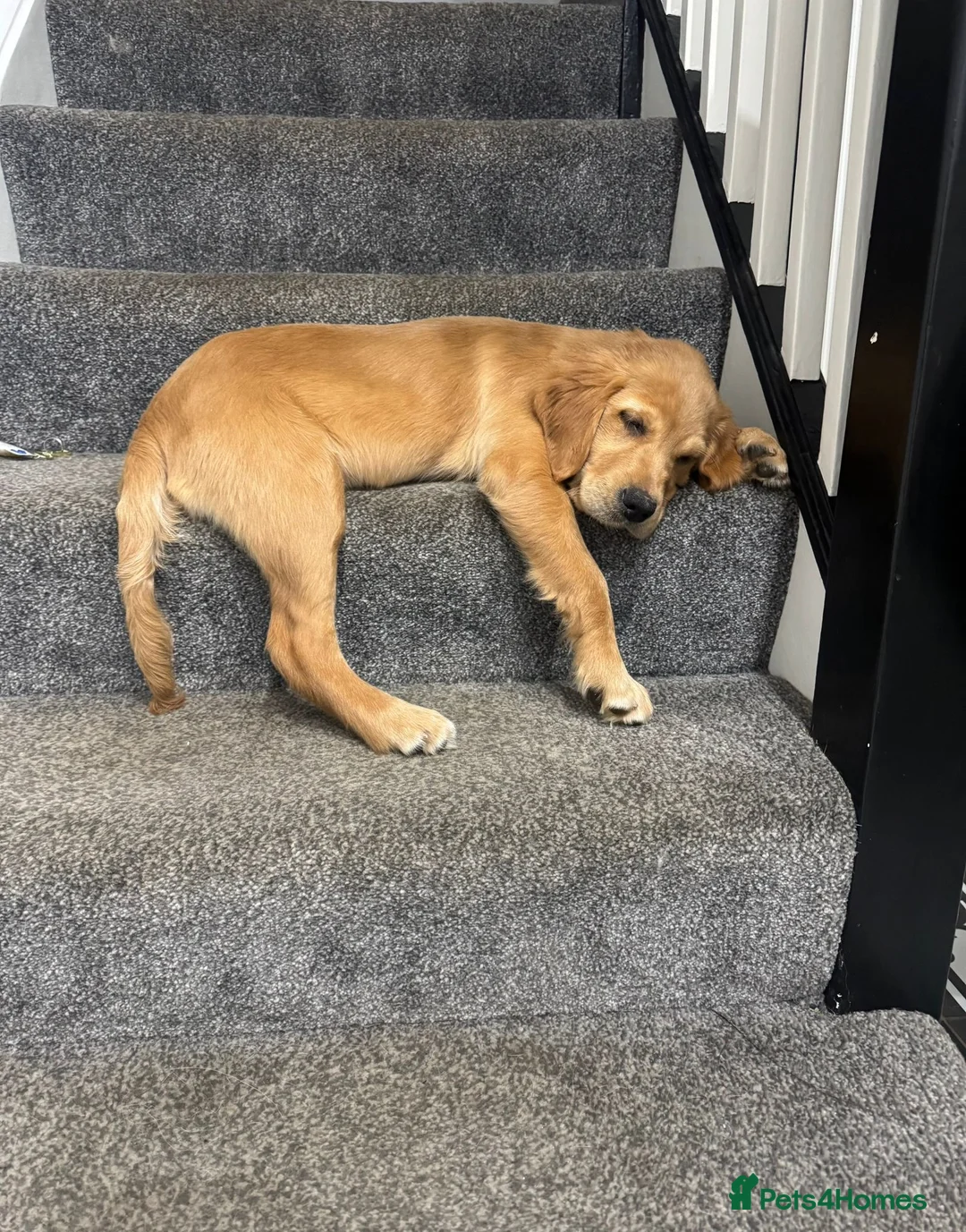 Golden Retriever dogs for sale: Little Annie  - Advert 2