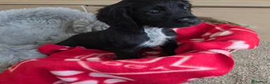 Black Female