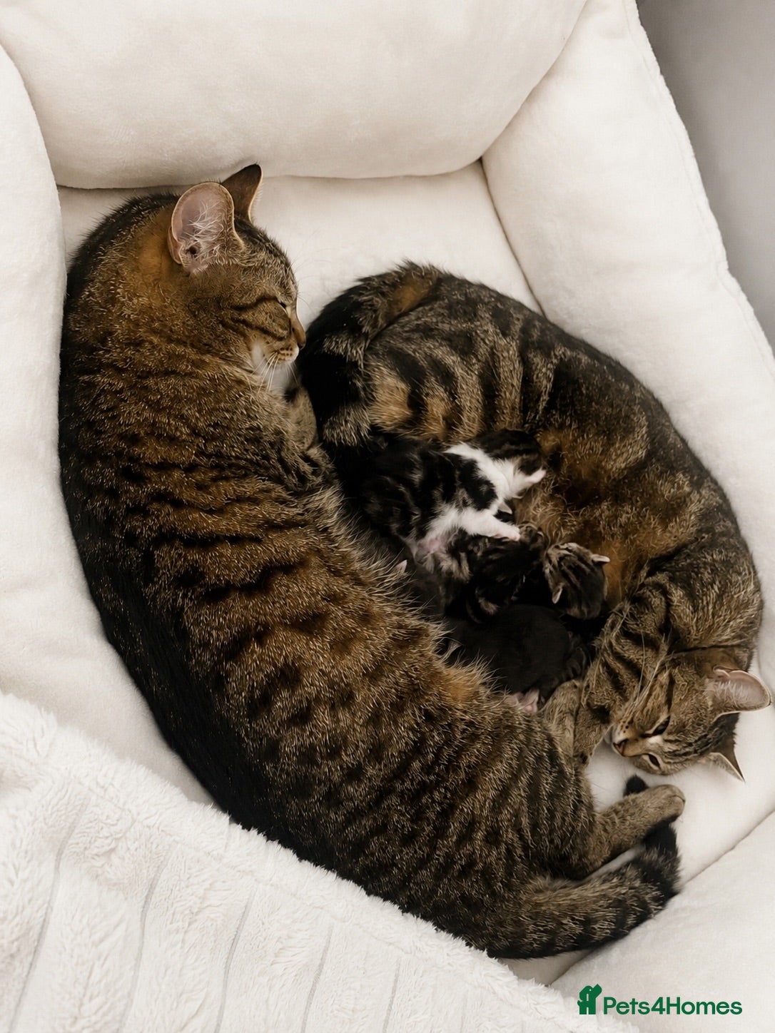 Mixed Breed cats Mix Bengal kittens - Advert 2