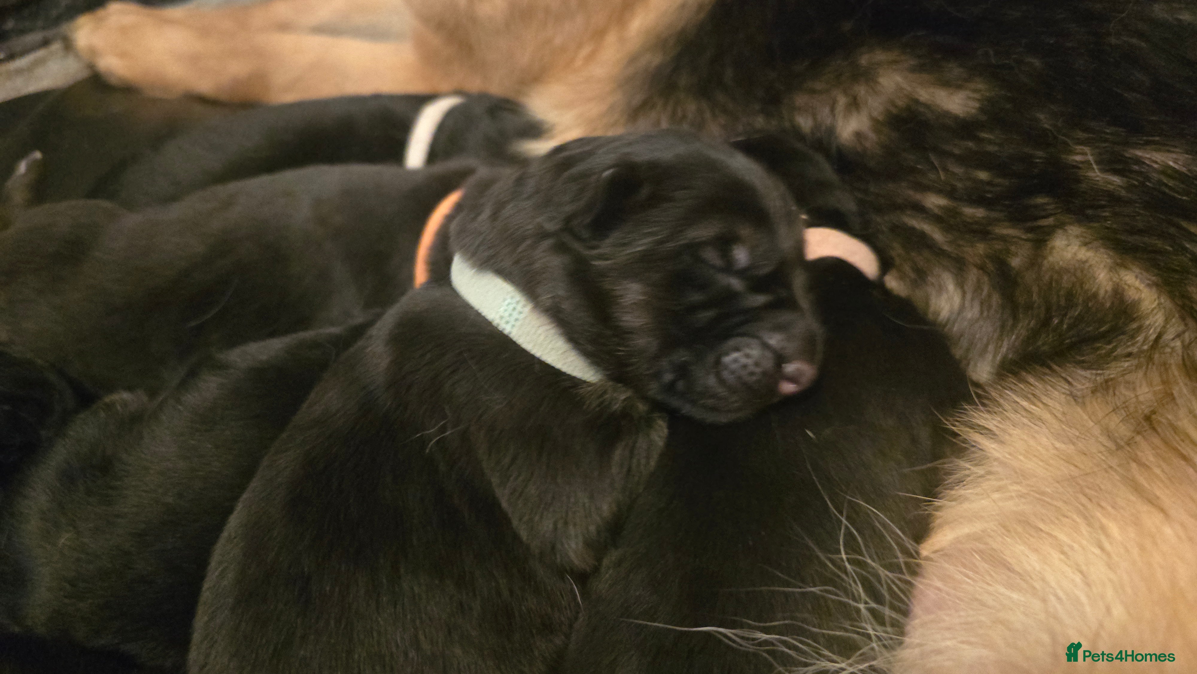 German Shepherd dogs German Shepherd Pups - just born 18.03 - Advert 2