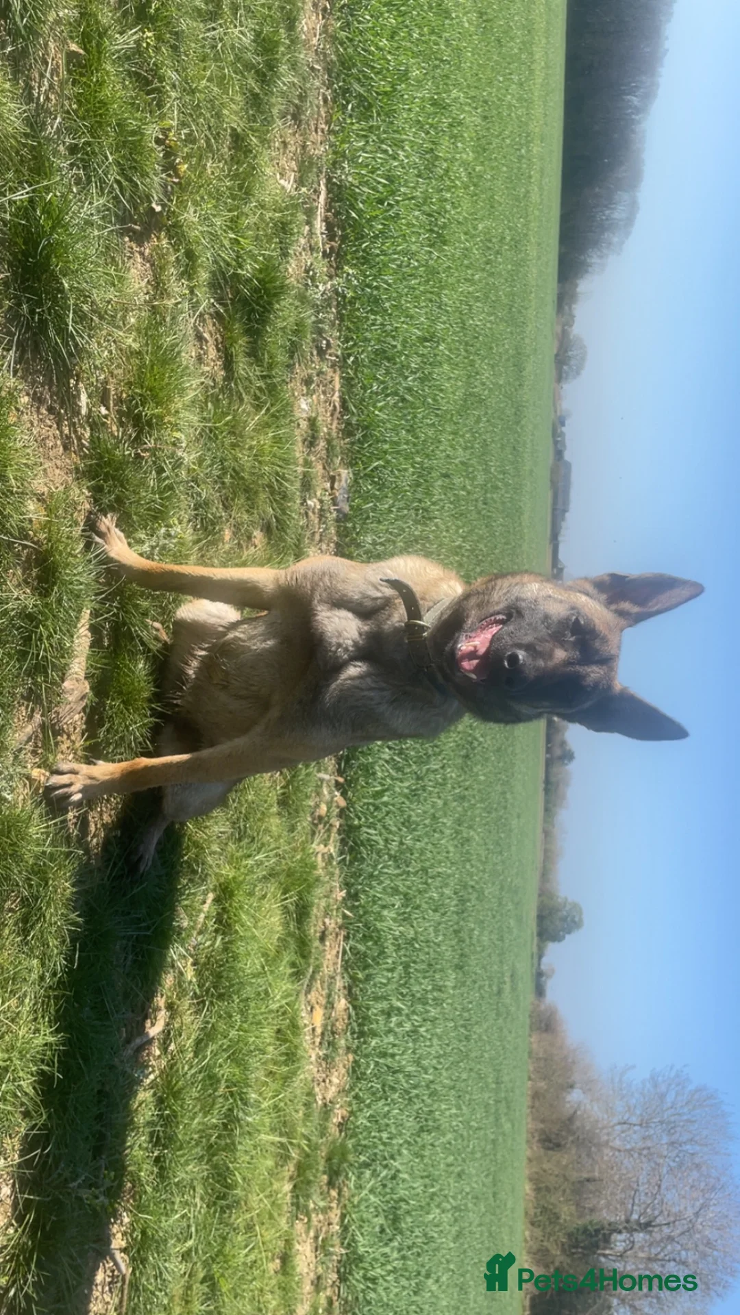 Mixed Breed dogs for sale: Malinios x DDR German Shepard puppies  - Advert 1