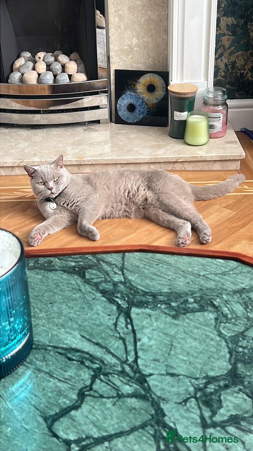 British Shorthair cats for sale: Lilac British shorthair MALE - Advert 3