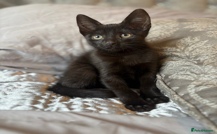 Mixed Breed cats - Advert 1