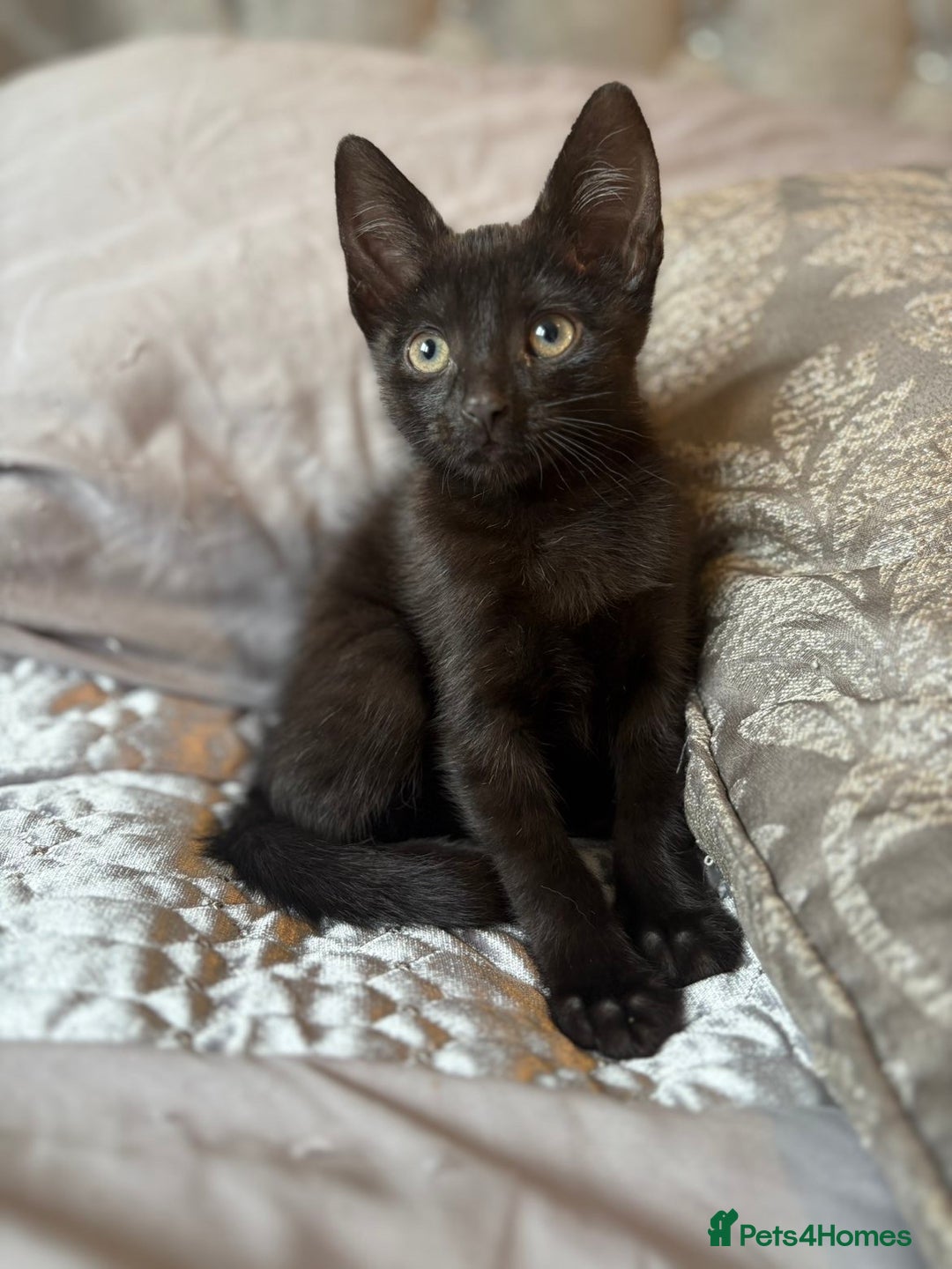 Mixed Breed cats for sale: One female kitten  - Image 1