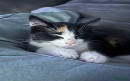 Mixed Breed cats for sale: Beautiful long haired calico girl  - Image 3