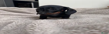 Miniature Dachshund 4