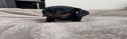 Miniature Dachshund dogs for sale: Miniature dachshund  - Advert 22