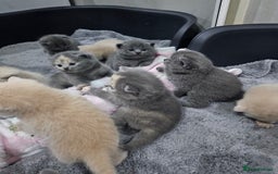 British Shorthair cats for sale: Pretty British shorthair  - Image 27