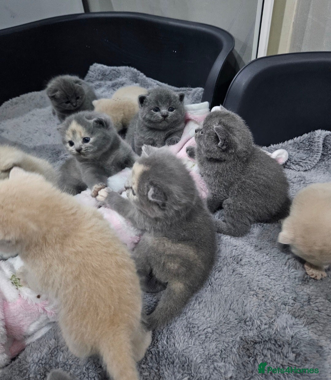 British Shorthair cats for sale: Pretty British shorthair  - Image 27