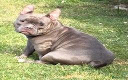 American Bully dogs for sale: American Micro Bully. Ready to go.  - Image 7