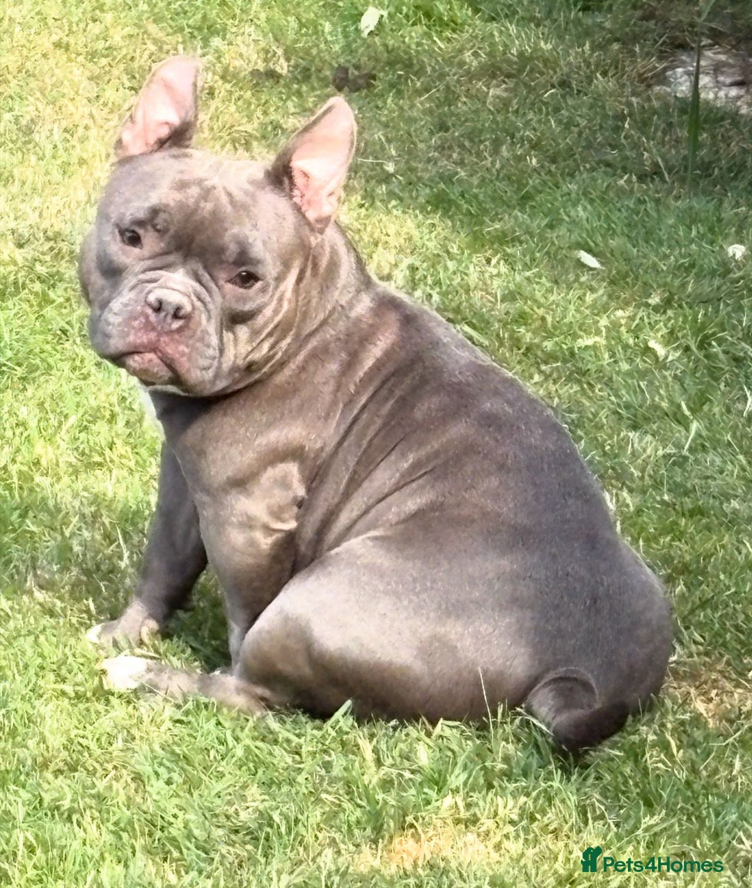 American Bully dogs for sale: American Micro Bully. Ready to go.  - Image 7