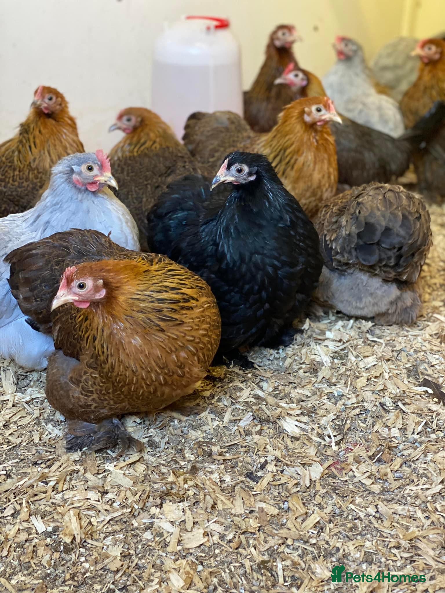 Chickens poultry Female bantams- Silkies, Polish, Pekins and Booted - Advert 6