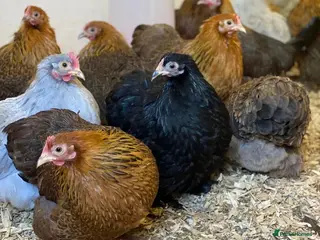 Chickens poultry Female bantams- Silkies, Polish, Pekins and Booted - Advert 6