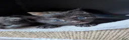 Maine Coon cats for sale: Beautiful Maine Coon/Bengal kittens in Wellingborough - Advert 2