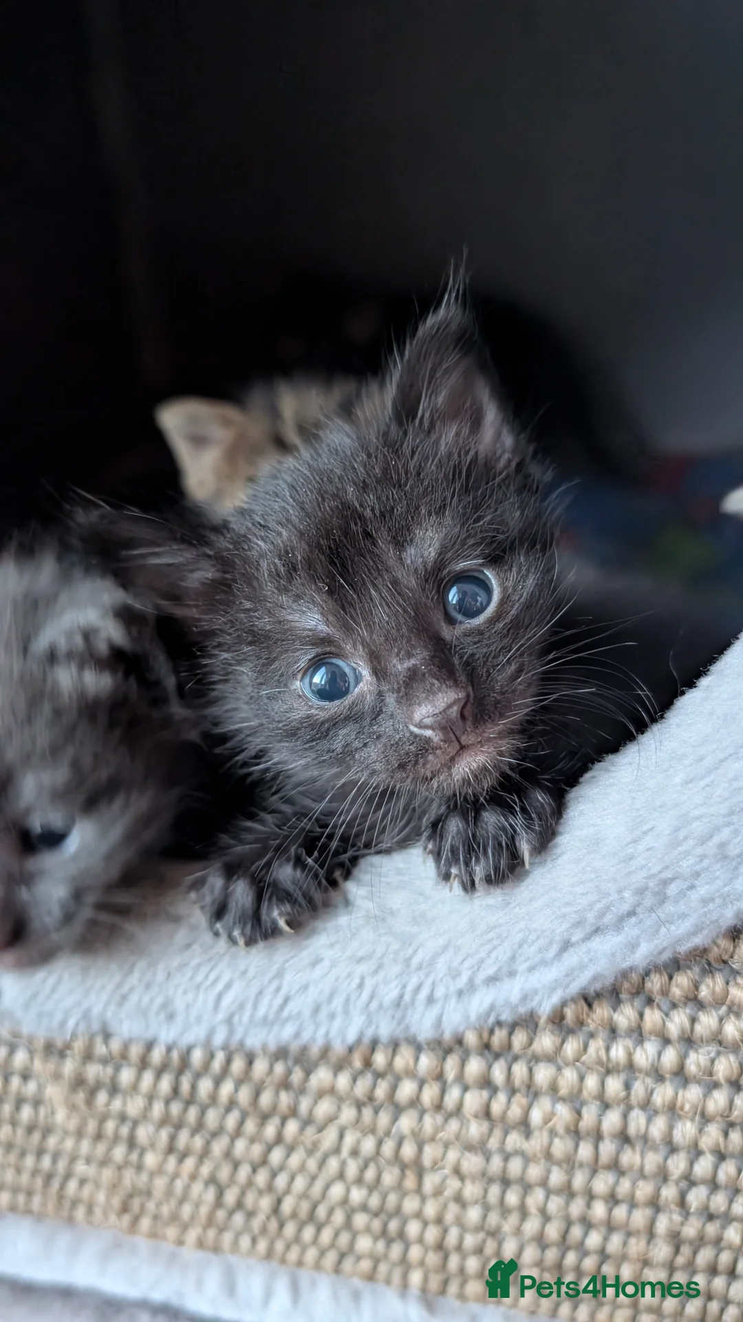 Maine Coon cats for sale: Beautiful Maine Coon/Bengal kittens in Wellingborough - Advert 2