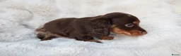 Miniature Dachshund dogs for sale: 1 male long hair miniature daschunds for sale - Advert 6