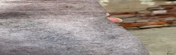 Chinese Crested dogs for sale: Hairless Chinese Cresteds  - Advert 8
