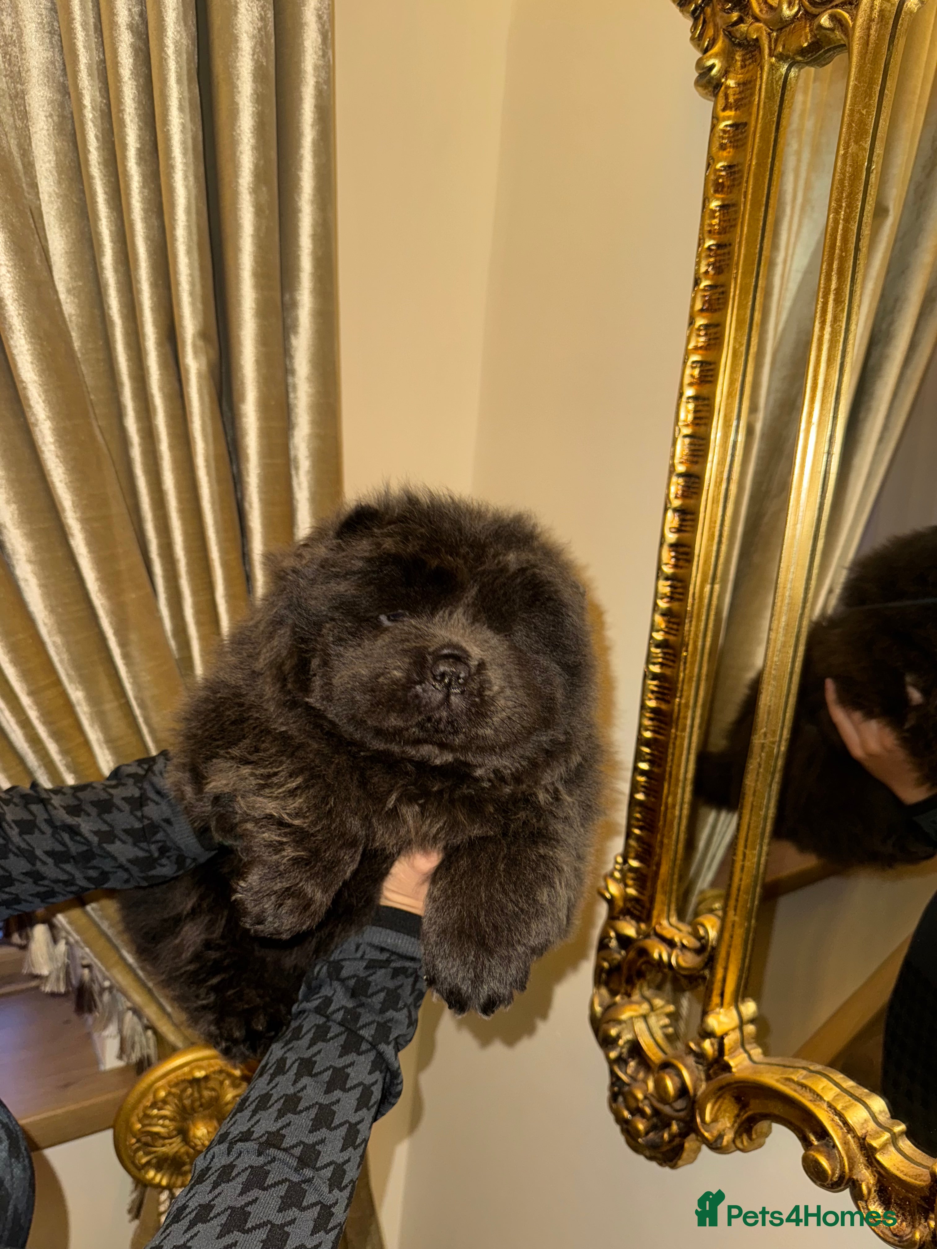 Chow Chow dogs Kc reg blue boy looking for home - Advert 10