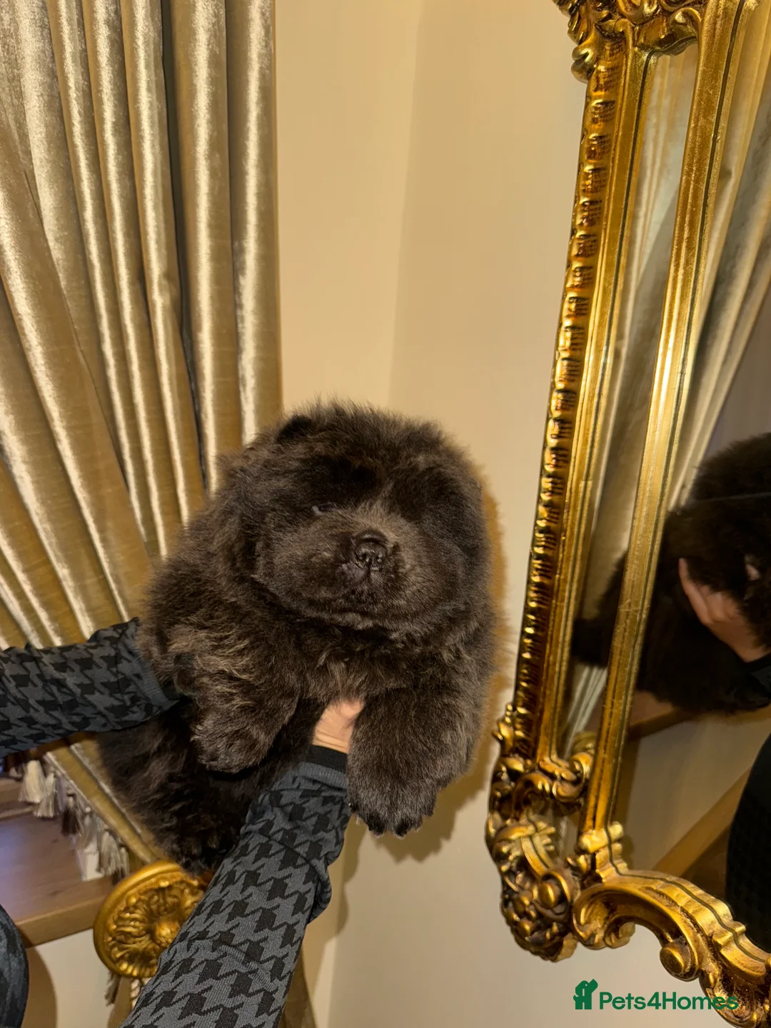 Chow Chow dogs for sale: 3 beautys left ⭐️  - Advert 16