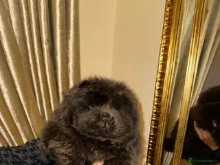 Chow Chow dogs Kc reg blue boy looking for home - Advert 10