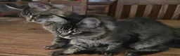 Maine Coon cats for sale: Big Strong Maine Coon Kittens - Advert 30