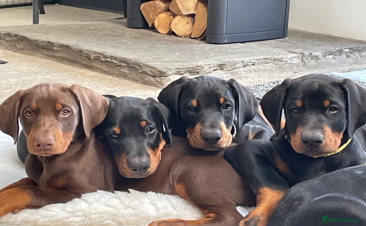 Dobermann dogs - Advert 1