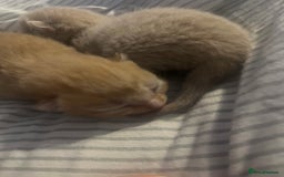 Domestic Shorthair cats for sale: 4 gorgeous kittens  - Image 3