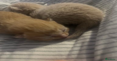 Domestic Shorthair cats - Advert 7