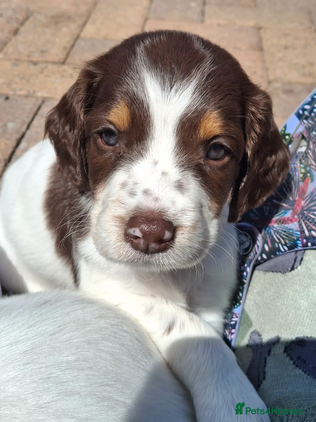 English Springer Spaniel dogs for sale: Tri colour English Springer spaniel - Advert 2